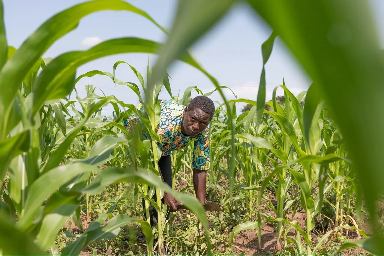 Champ de maïs selon les principes de l'agroécologie, pour une agriculture  durable et respectueuse de l'environnement