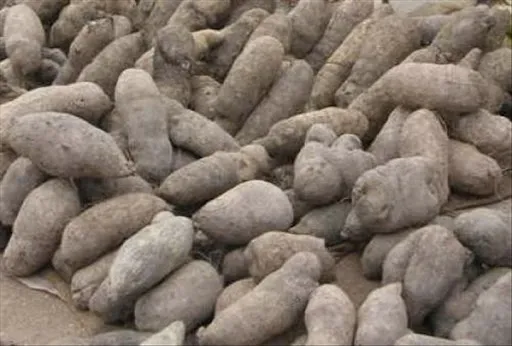 Le prix de l'igname reste toujours élevé