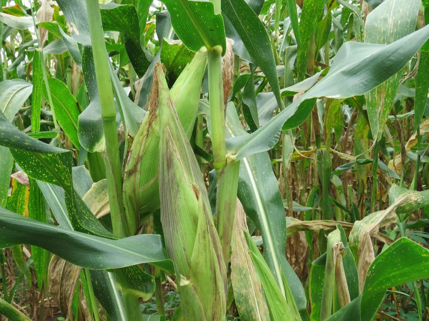 Le secteur agricole contribue à hauteur de 24 % au produit intérieur brut (Pib) et mobilise environ 28 % de la population active