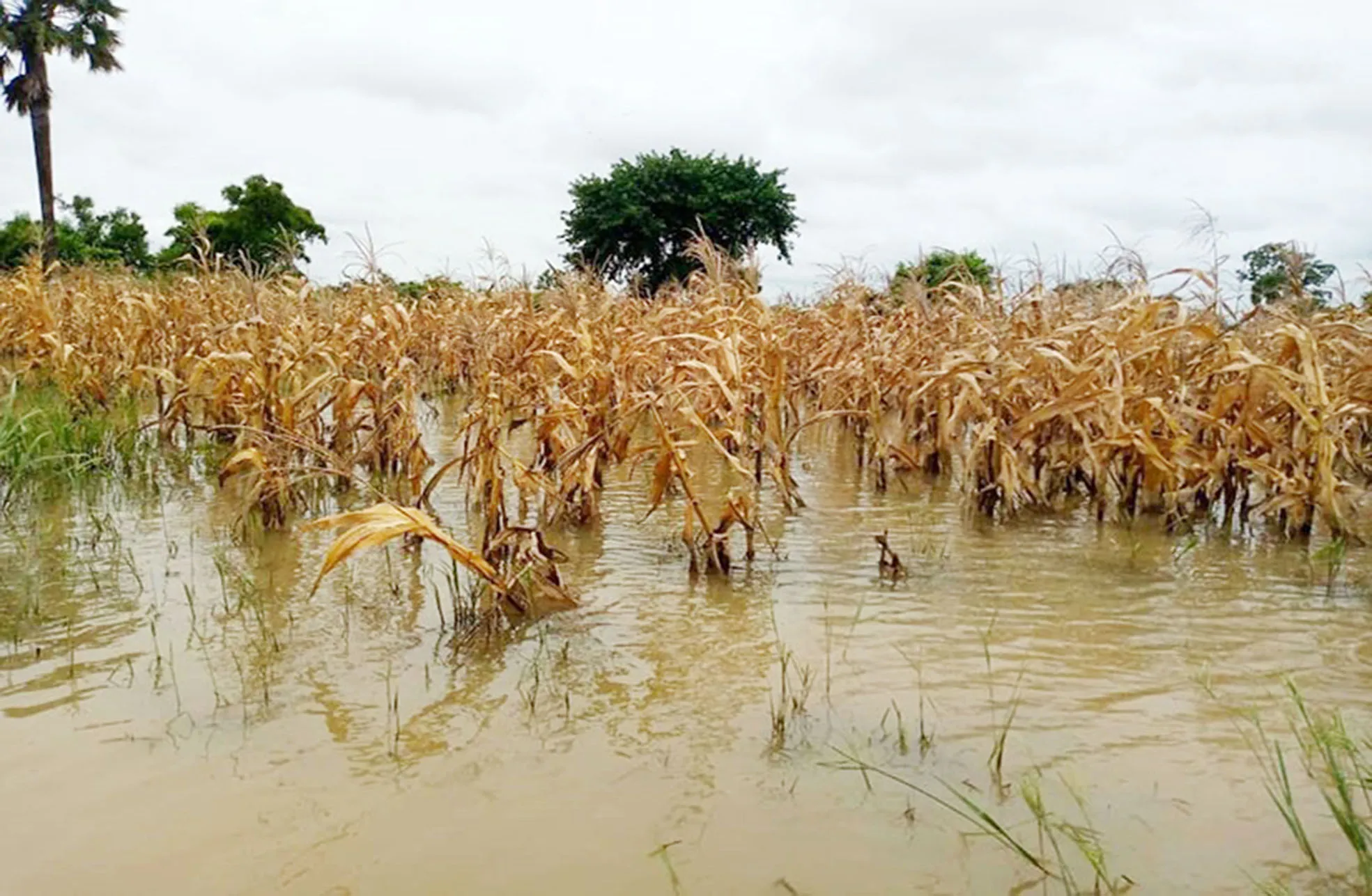 Il est fortement recommandé aux producteurs d’ajuster les calendriers culturaux, le choix des variétés et la gestion des risques en fonction de ces informations agro-climatiques