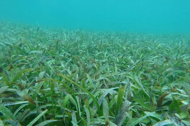 Les herbiers jouent un rôle essentiel dans l’équilibre et le bon fonctionnement des écosystèmes marins