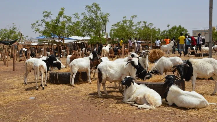 L’activité de vente de bétail reprend progressivement dans les marchés de ruminants,  où les prix varient selon les espèces