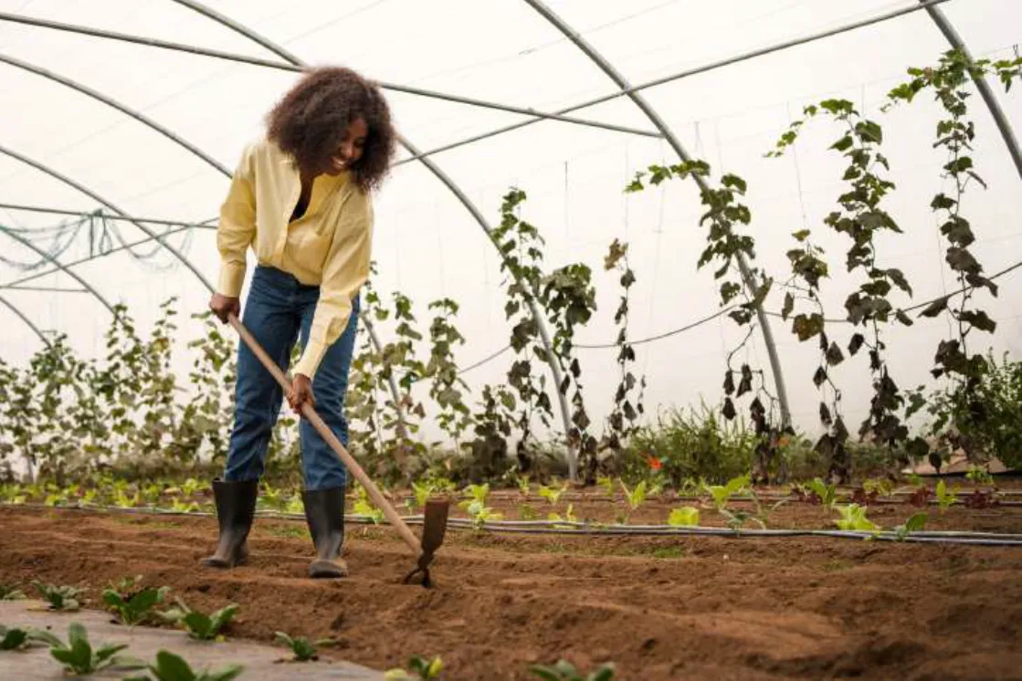La serriculture constitue un investissement stratégique pour une production maraîchère continue hors saison et booste la productivité face aux aléas du plein champ